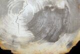 Petrified Wood (Tropical Hardwood) Slab - Indonesia #41880-1